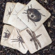 Wooden Bug Coasters