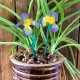 Wooden Hand Painted Spring Flower