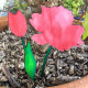 Wooden Hand Painted Spring Flower